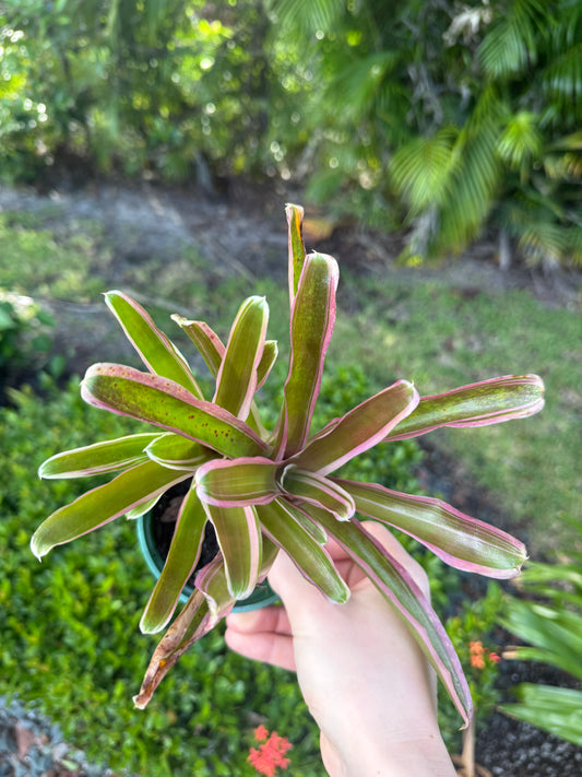Bromeliad Neoregelia Donger