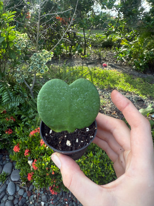 Hoya Heart