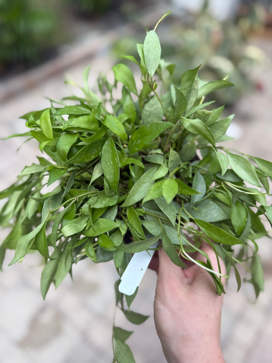 Hoya Lacunosa Mint