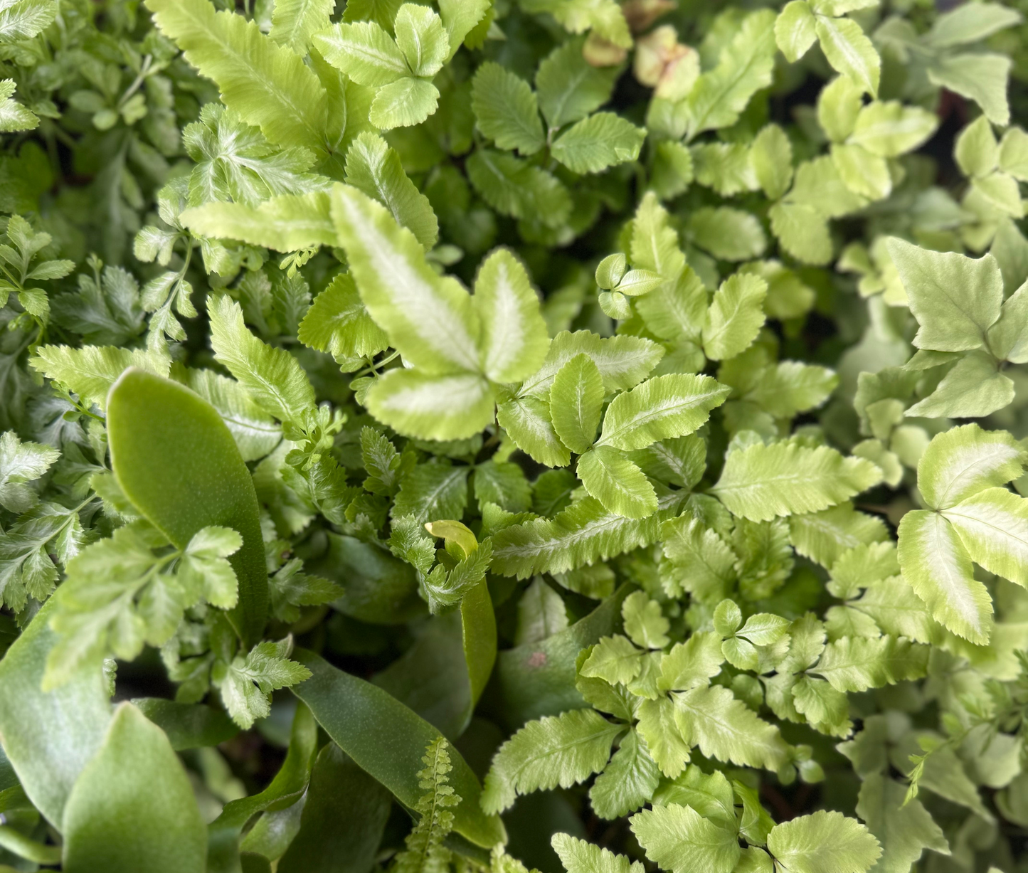 Assorted 2 Inch Fairy Fern