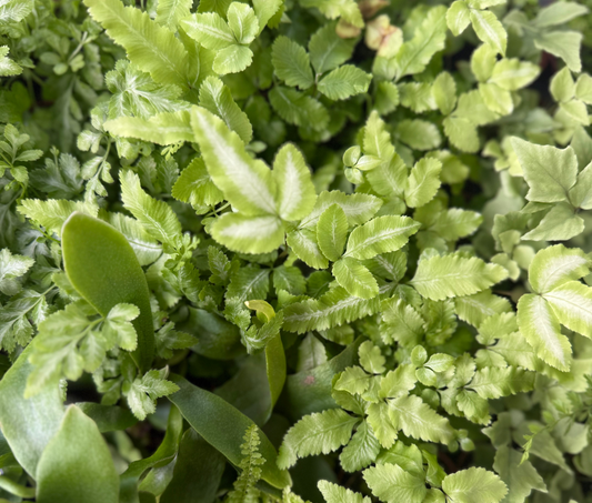 Assorted 2 Inch Fairy Fern