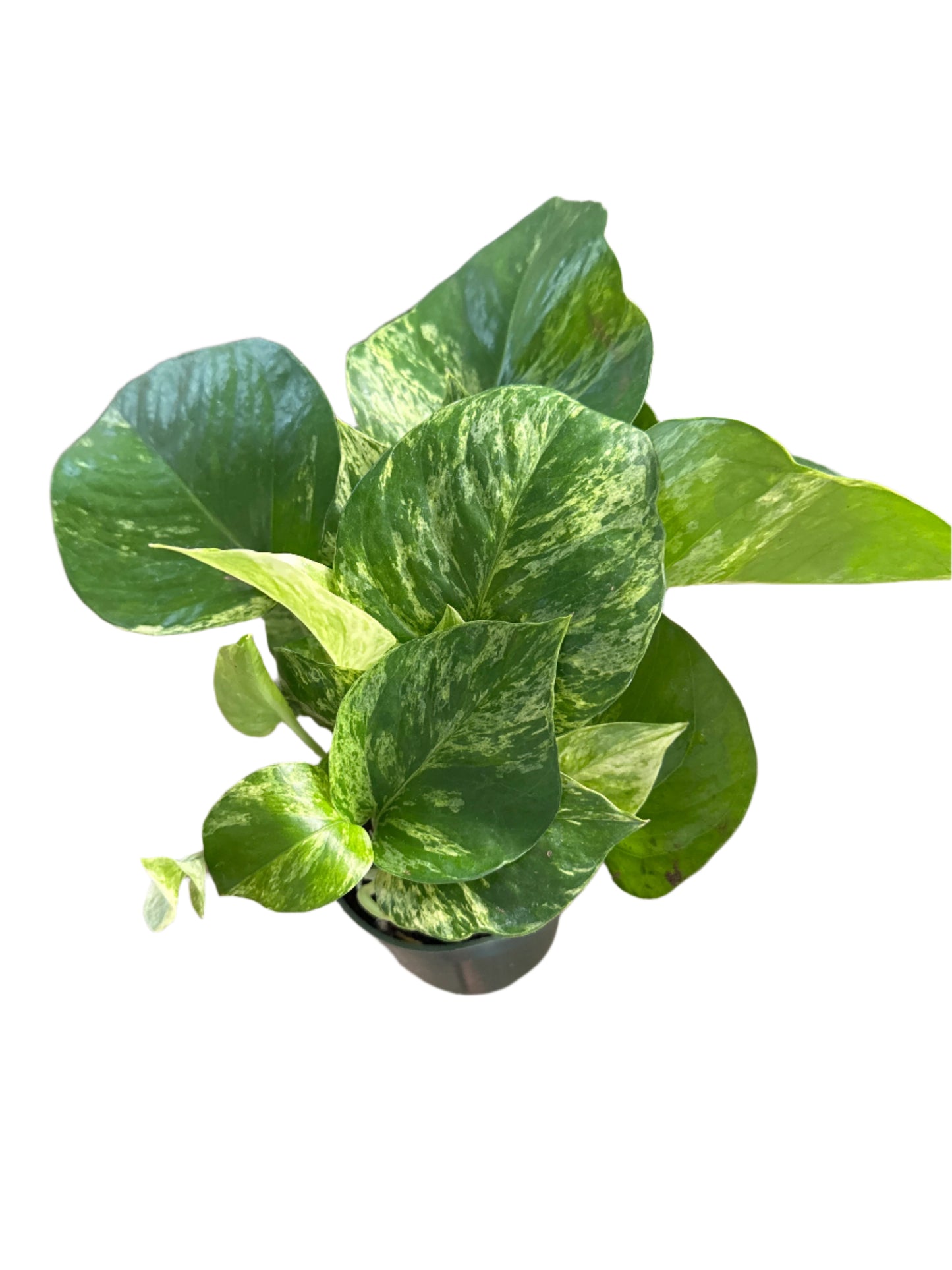Golden pothos!
