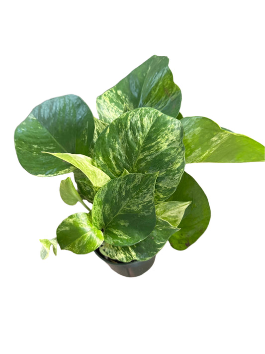 Golden pothos!