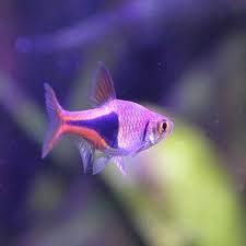 Purple Harlequin Rasboras