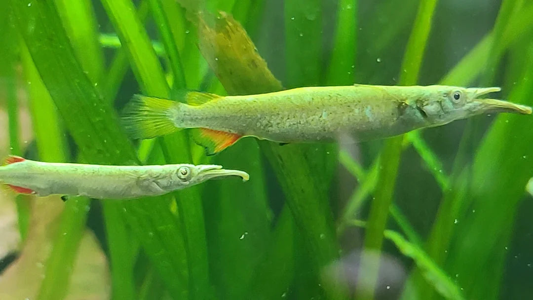 Platinum Halfbeaks